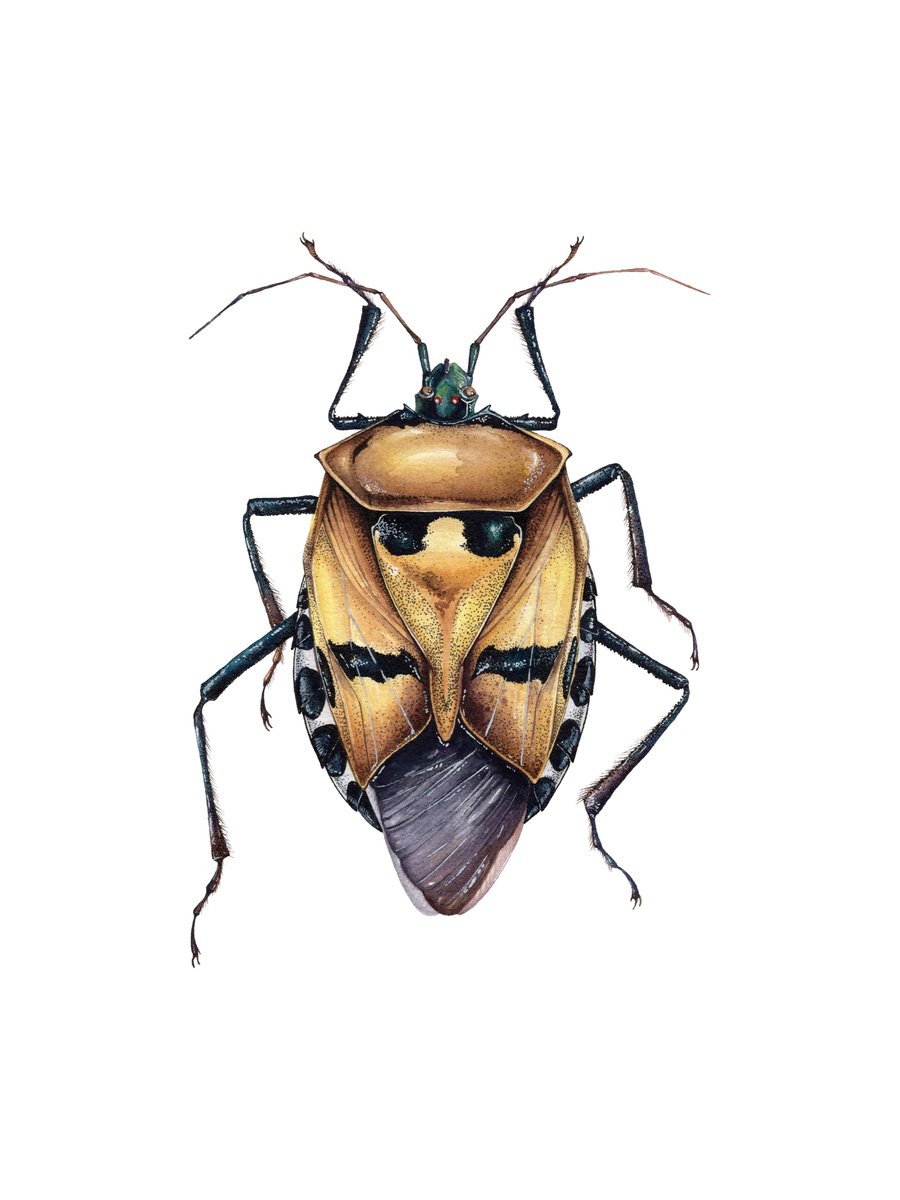 Photorealistic Animal Watercolour By Katya Shiova, 10 X 13", Catacanthus Incarnatus, Man-Faced Stink Bug, Original Artwork