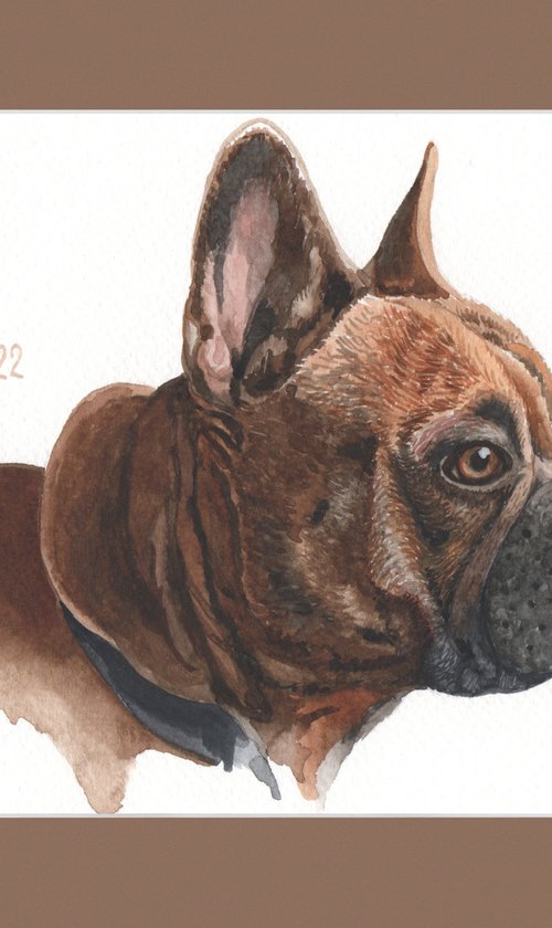 French Bulldog by Jolanta Czarnecka