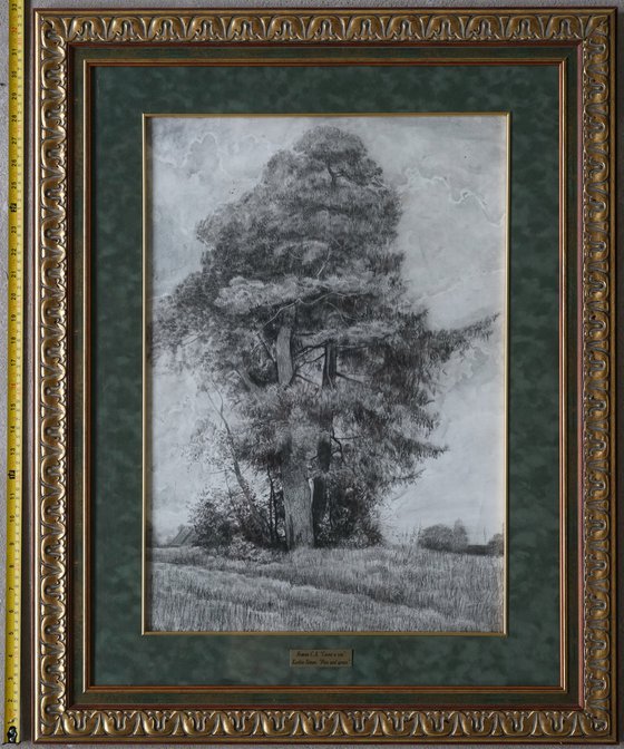 Pine and Spruce