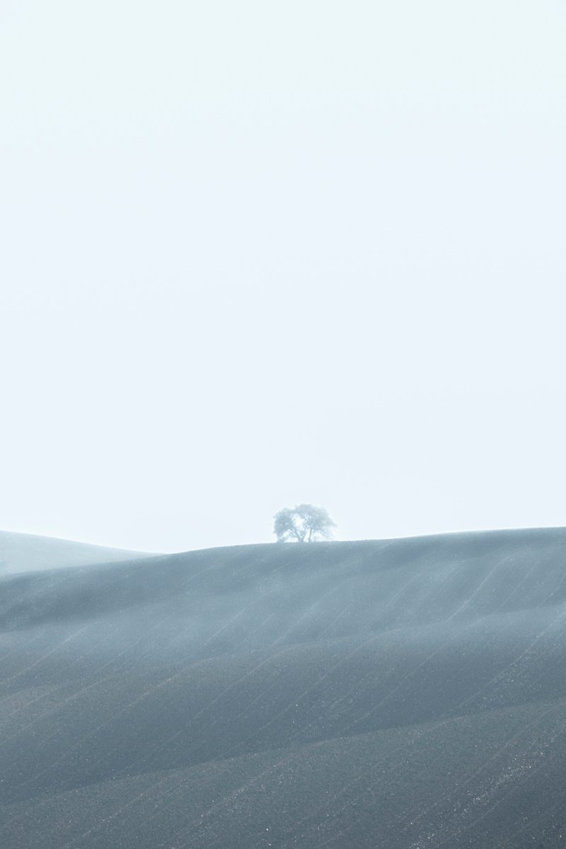 Solitary tree by Sergio Capuzzimati