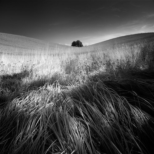 Landscape with grass by Tomasz Grzyb