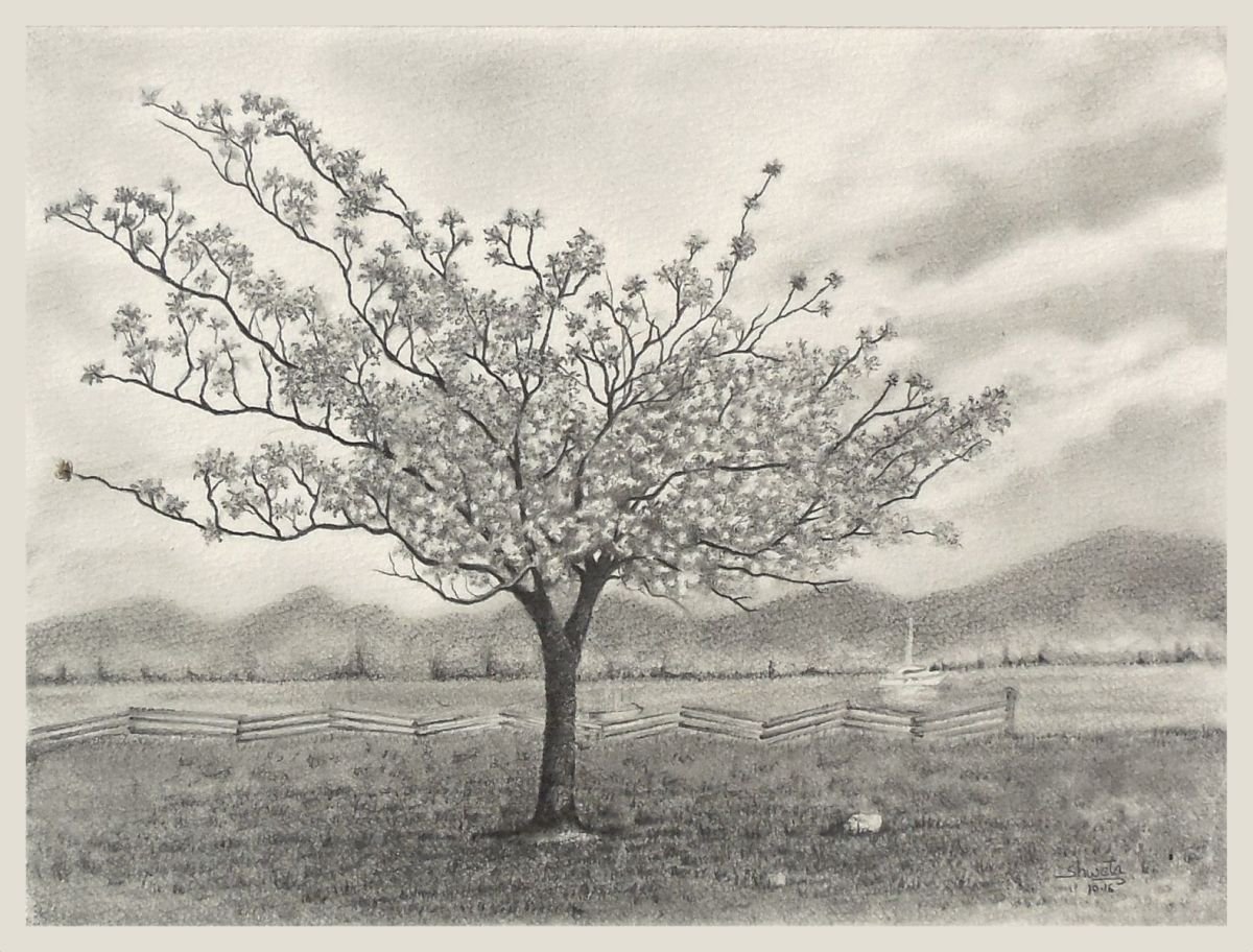Cherry Blossom Tree Graphite Pencil Drawing by Shweta Mahajan