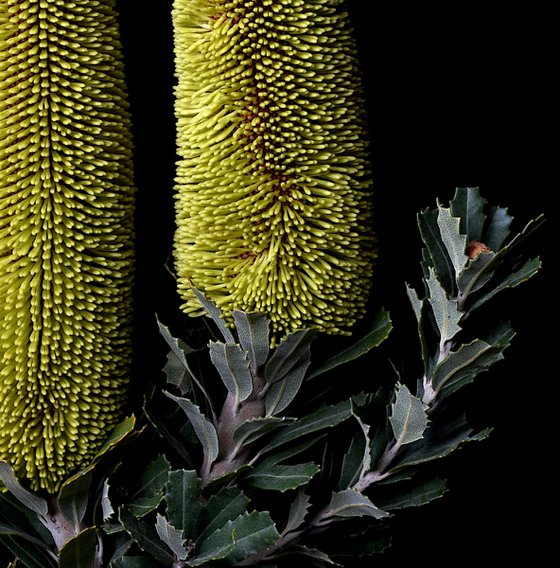 Cut-Leaf Banksia