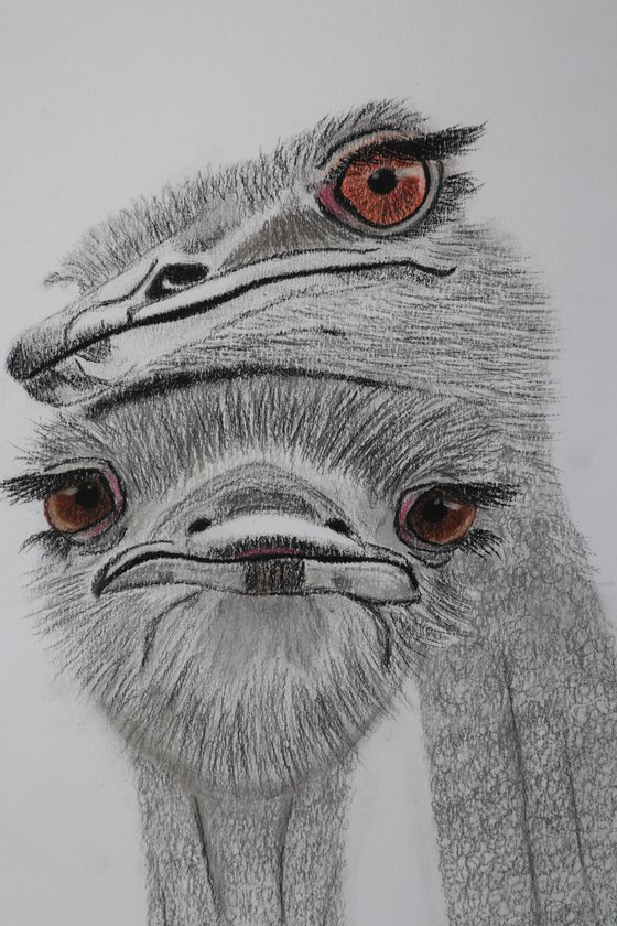 Ostrich