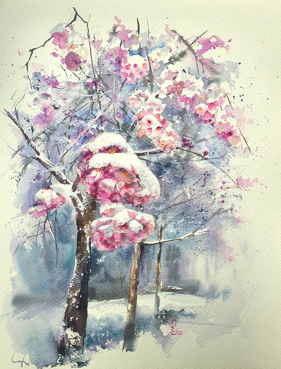 Snowfall and pink blooming