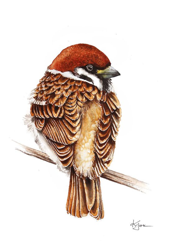 Sparrow 21x30cm, wildlife watercolours
