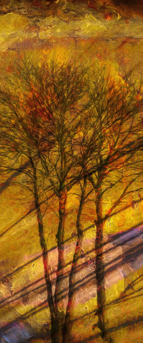 Abstract & Trees by Martin  Fry