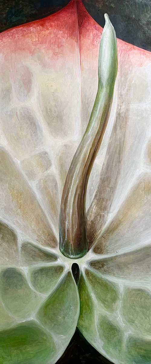 Large white anthurium by Albina Bunina