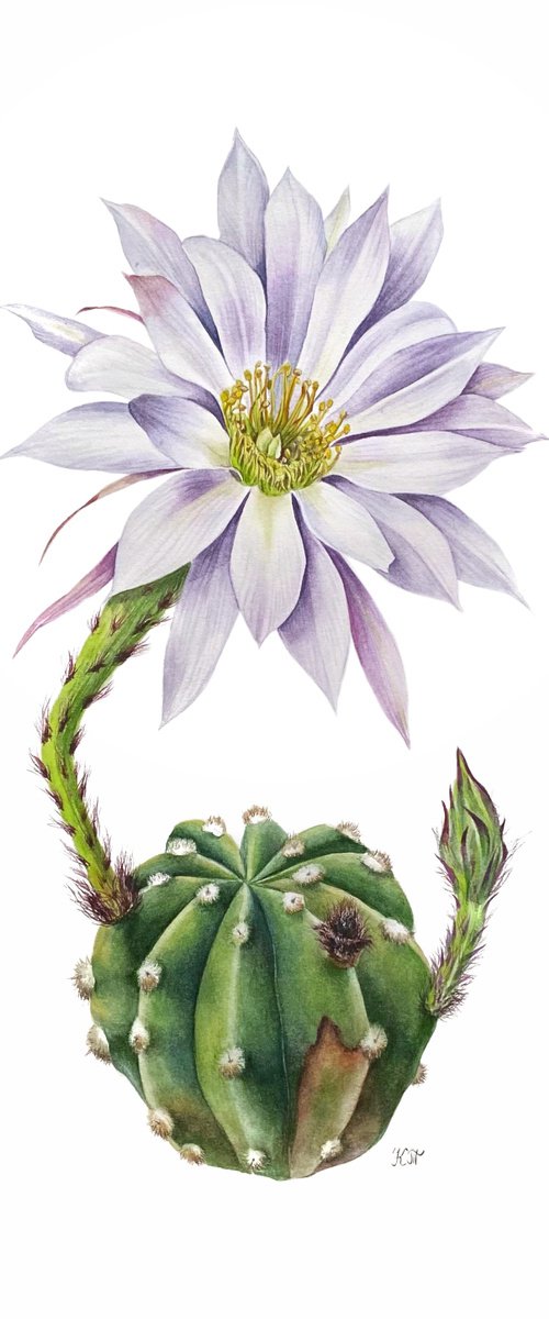 Echinopsis subdenudata watercolor botanical illustration by Ksenia Tikhomirova