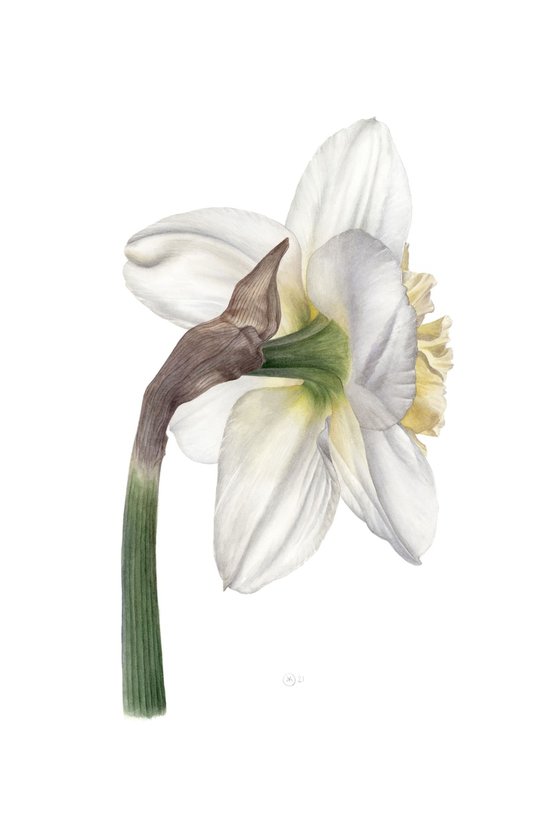 Daffodil, Back View