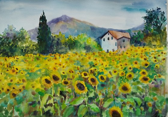 Yellow sunflowers field