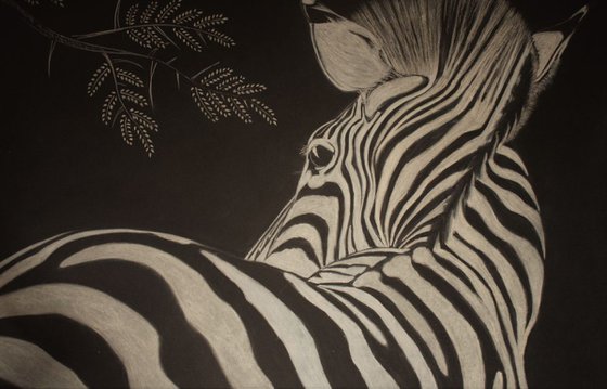 Zebra