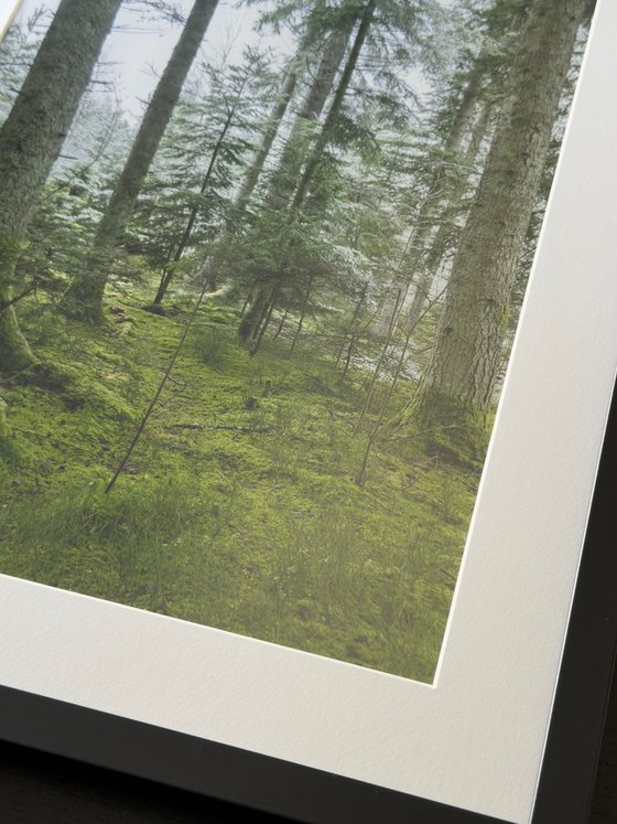 THE FOREST