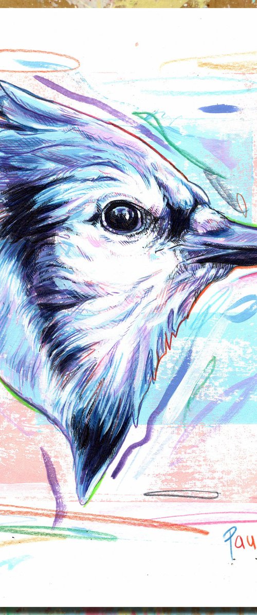 Blue jay (Cyanocitta cristata) by Paul Ward