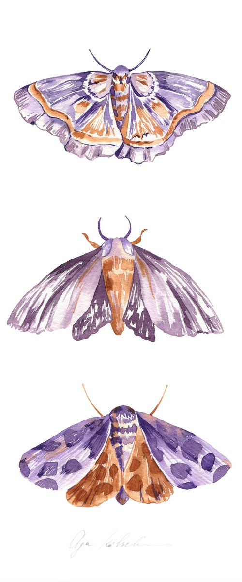 Mystery Moths 2 by Olga Koelsch