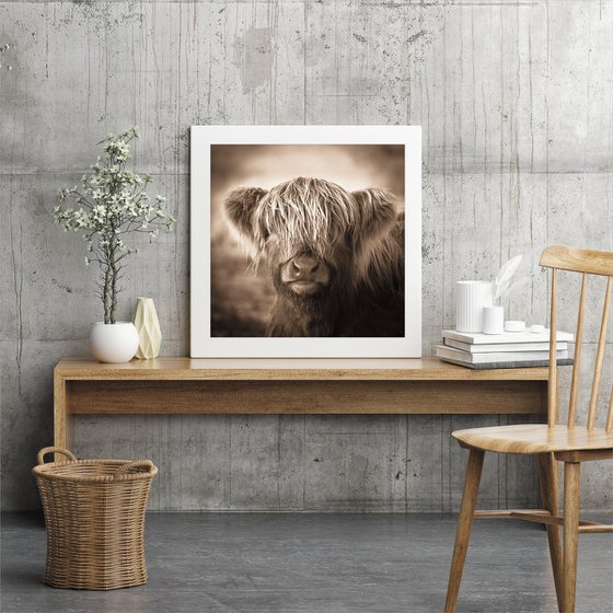 The Little Calf - Highland Cow Print