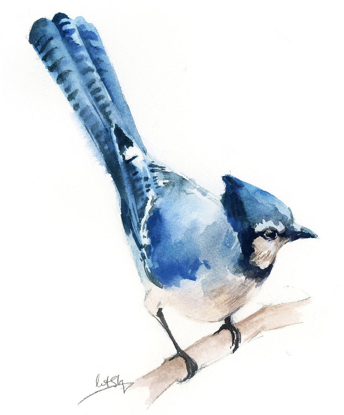 How to draw a blue jay  Bird drawings, Drawings, Painting & drawing