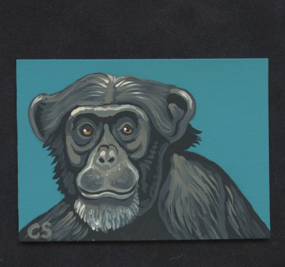 ACEO ATC Original Painting Chimpanzee Ape  Wildlife Art-Carla Smale