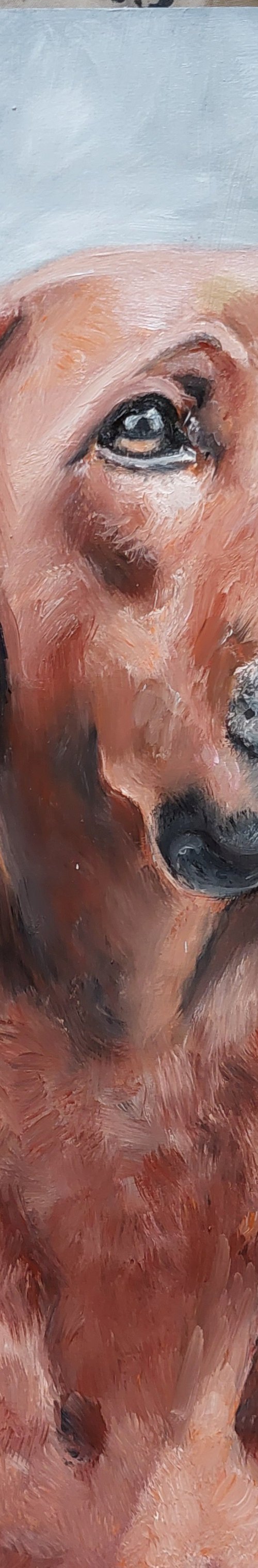 Rhodesian Ridgeback by Els Driesen