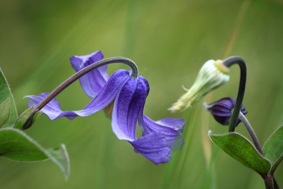 Wild clematis