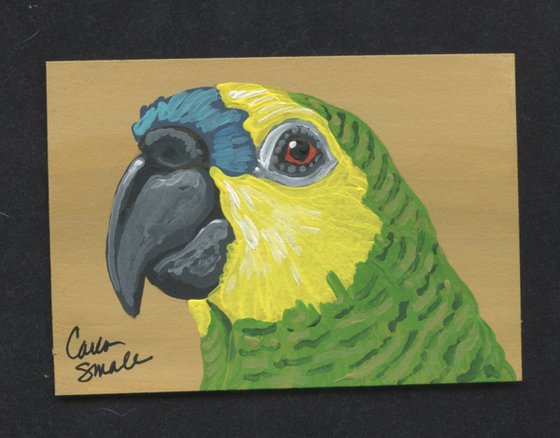 Amazon Parrot