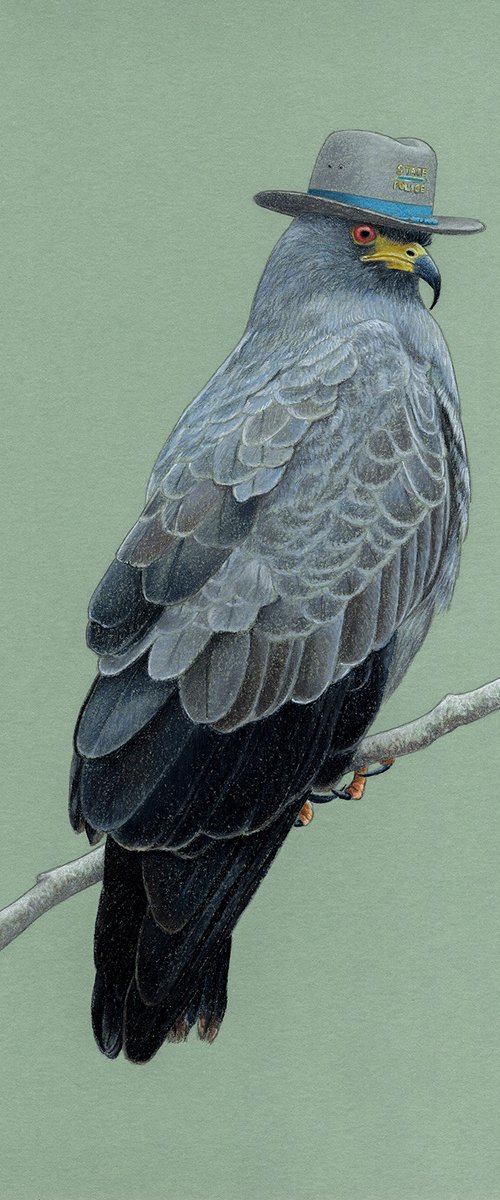 Snail kite by Mikhail Vedernikov