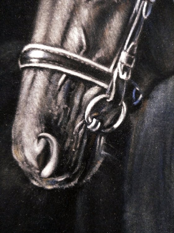 Horse Portrait