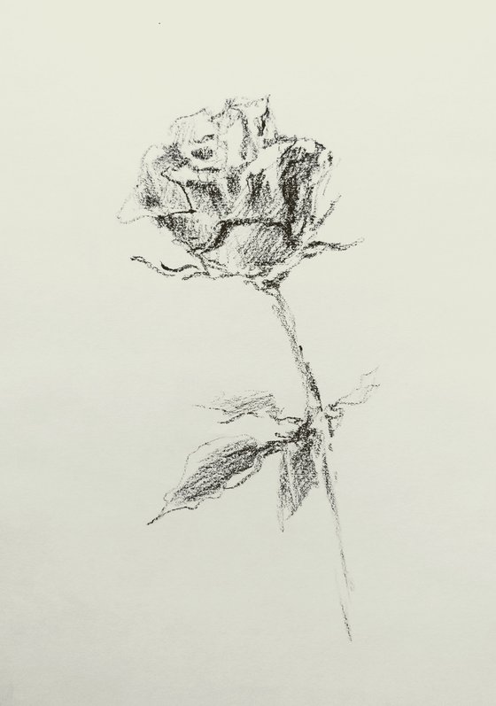 Rose. Original pencil