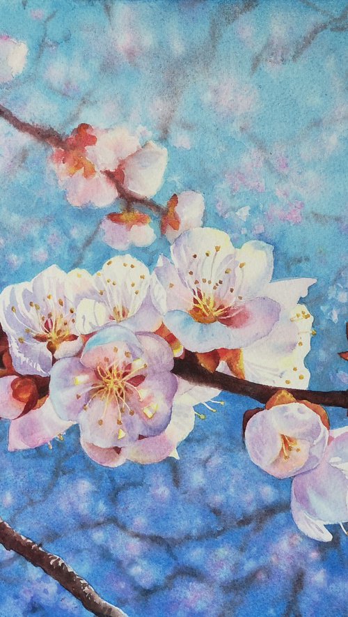 Apricot Blossoms Against the Sky by Olga Beliaeva Watercolour