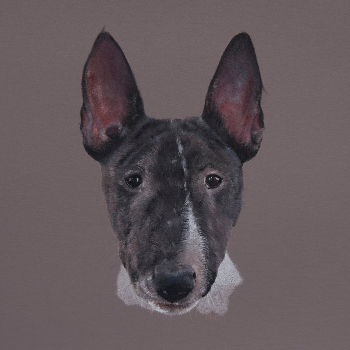 Bull Terrier Portrait by Matt Foy