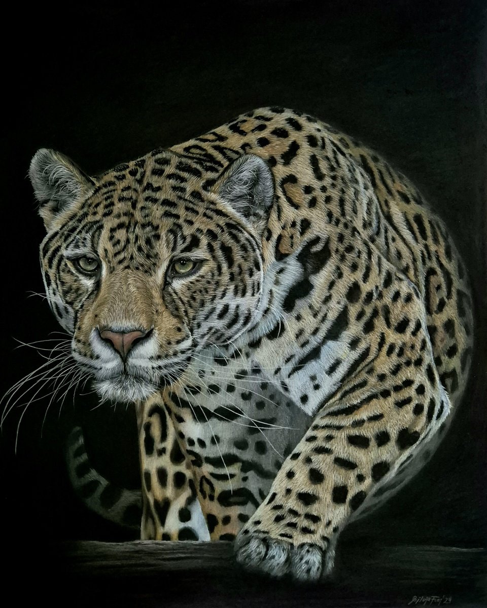 Photorealistic Animal Pencil Drawing By Silvia Frei, 20 X 24", Out Of Shadows, Original Artwork
