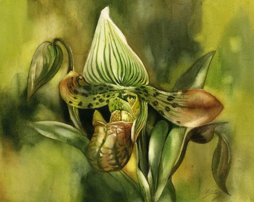 green ladyslipper orchid by Alfred  Ng
