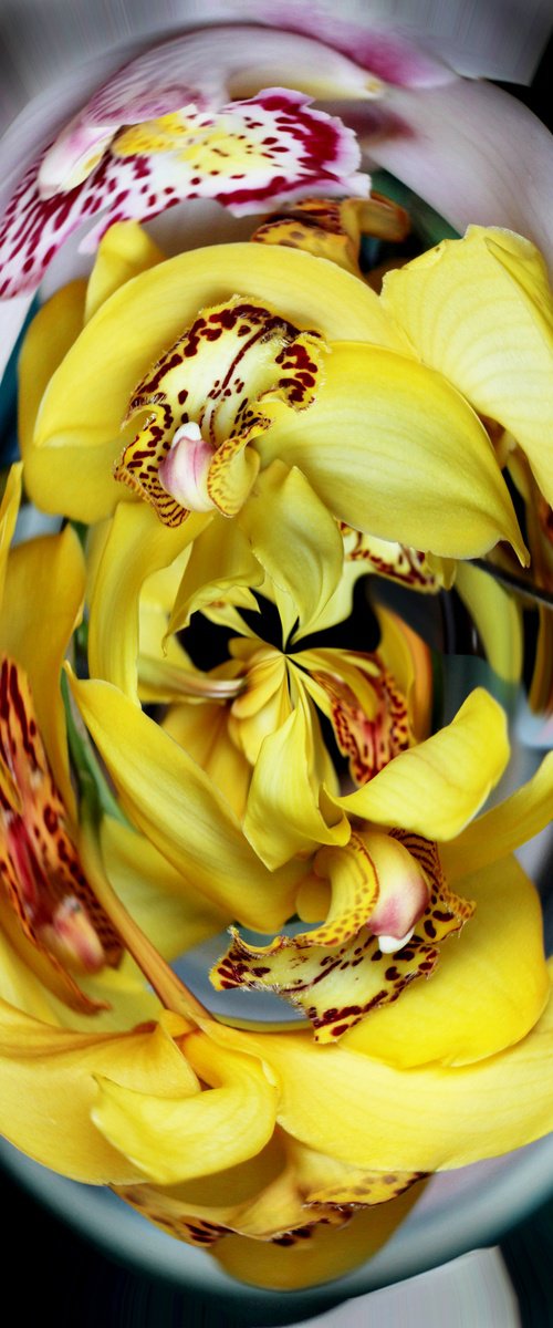 Strange orchids №1 by Marina Podgaevskaya