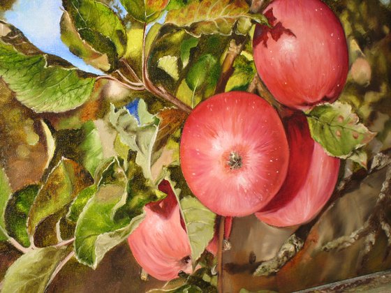 Red Apples on Tree Branch