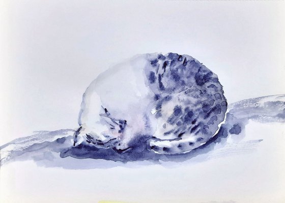 Curled up sleeping Cat
