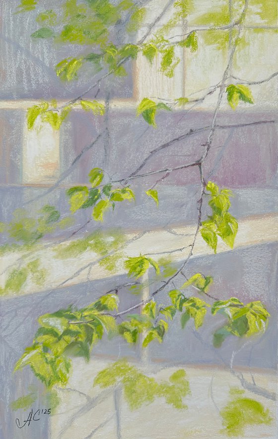 Linden. Blossomed