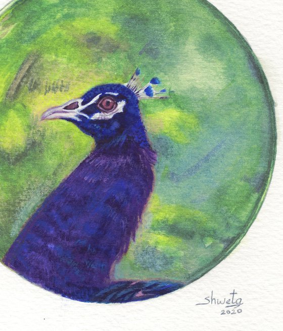 Peacock portrait