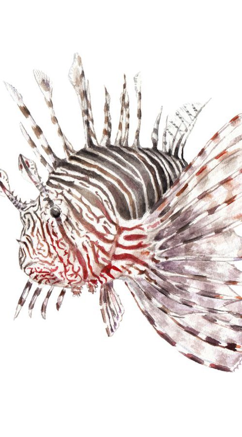 Lionfish Original Watercolor by Lauren Rogoff