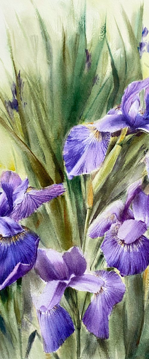 Irises by Leyla Kamliya