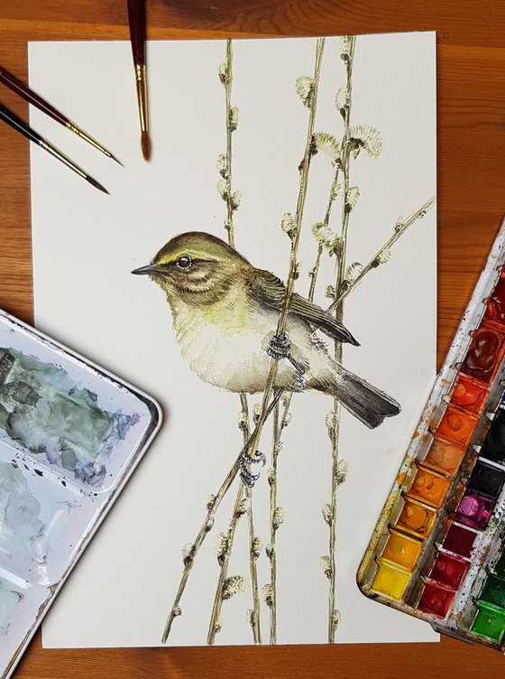 Common chiffchaff,  birds, wildlife watercolours