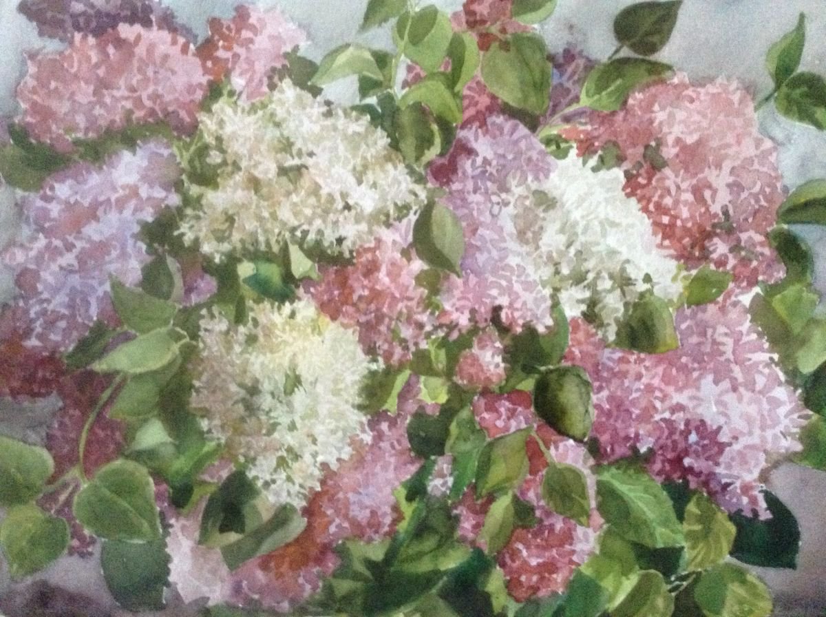 Lilac. large size by Nata New