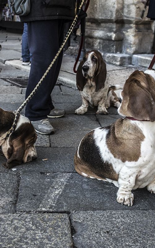 Three Basset Hounds and a French Bulldog by Chiara Vignudelli