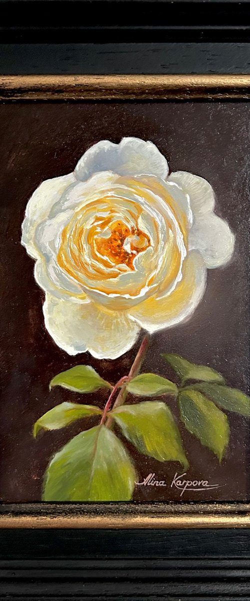 White rose by Alina Karpova