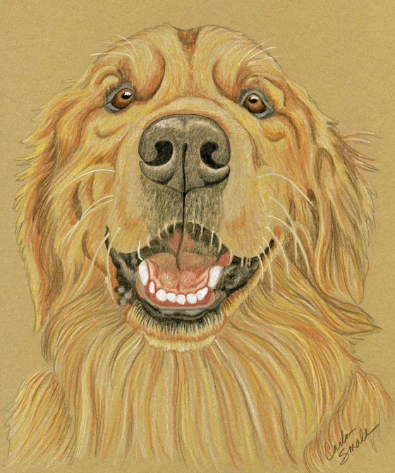 Golden Retriever Pet Dog Art Original Drawing-Carla Smale