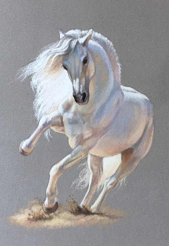 White Andalusian