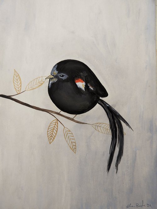 The Euplectes progne bird by Silvia Beneforti