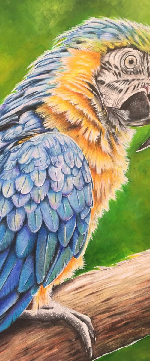 Blue and gold macaw by Karen Elaine  Evans