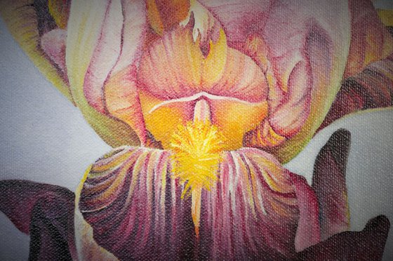 Purple Iris - Framed Oil Painting