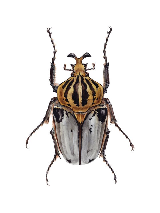 Goliathus cacicus