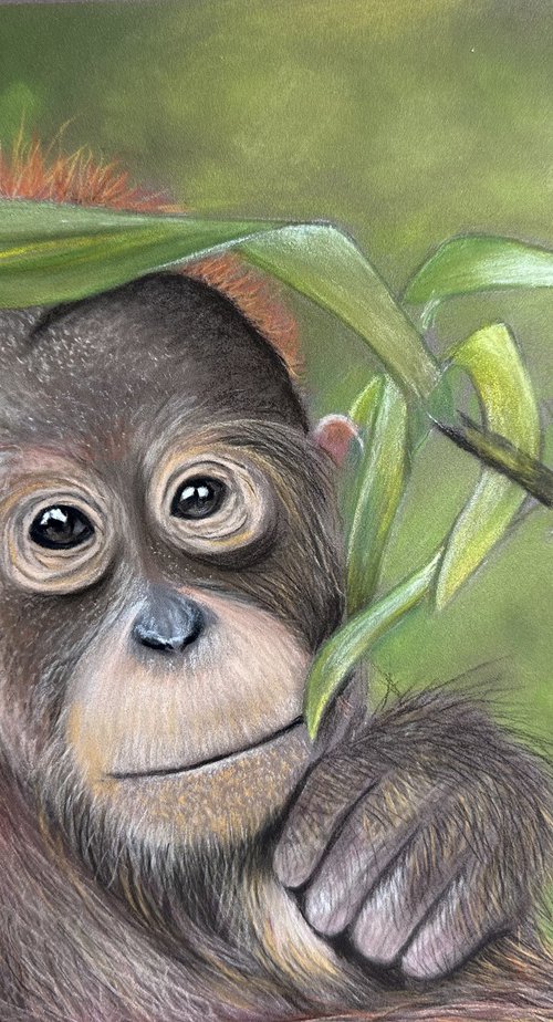 Orangutan by Maxine Taylor